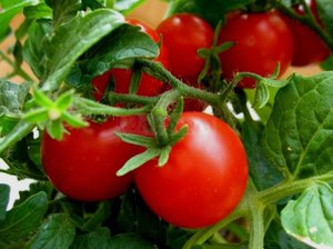 Ранні сорти помідорів для відкритого грунту, для теплиць, томати для вирощування вдома