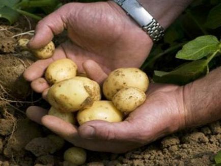 Ранній скоростиглий картопля, агротехніка вирощування