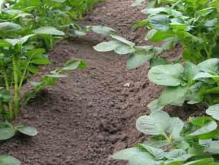 Early early maturing cartatoes, tehnici de cultivare