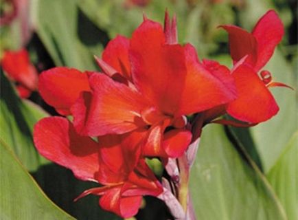 Soiuri comune de floare de canna