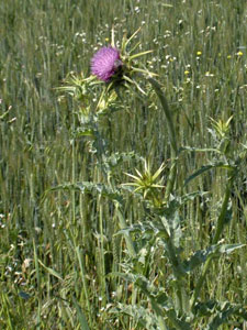 Ciulin de lapte