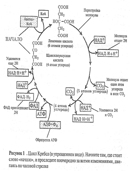 Реферат аеробне і анаеробне дихання рослин - банк рефератів, творів, доповідей, курсових і