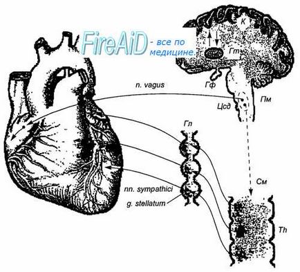 Efecte reflexe asupra inimii
