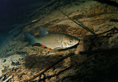 Fish chub, descriere - blogul pescarului