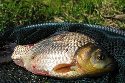 Риболовля в Маріуполі області кращі місця для риболовлі в Маріуполі області