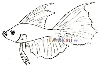 Рисунки риба постепенно - стъпка по стъпка как да се направи рисунка с молив риба риба
