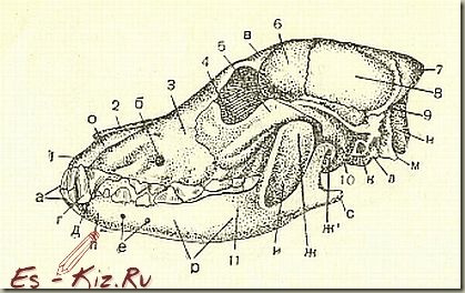 Малюнок олівцем-техніка і секрети - blog archive - ч 21, череп-порівняння