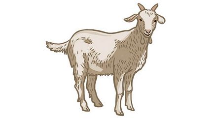 Російсько-белоукраінскіе трансгенні кози забезпечать людей життєво важливими білками - наука - Коммерсант