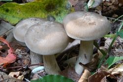 Blewits gomba, receptek, savanyúság, savanyúság, lila, szürke, sztyeppe, sinenozhki,