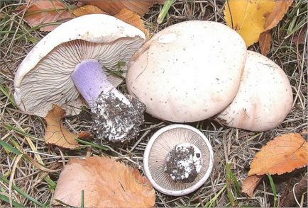 Blewits gomba, receptek, savanyúság, savanyúság, lila, szürke, sztyeppe, sinenozhki,