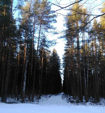 Parcul forestier Rzhevsky din cartierul Vsevolozhsk Vsevolozhsk, telefon, adresa, fotografii, comentarii