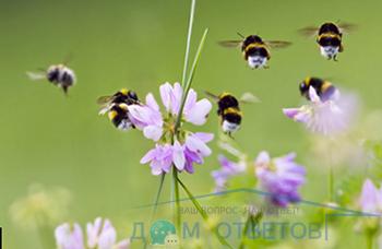 Garden Honey-Bottles - răspunsuri și sfaturi pentru întrebările dumneavoastră domotvetov răspunsuri la întrebările dumneavoastră