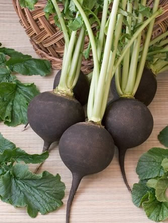 Saláta retekkel csirke (saláta) Salad egy retek csirke