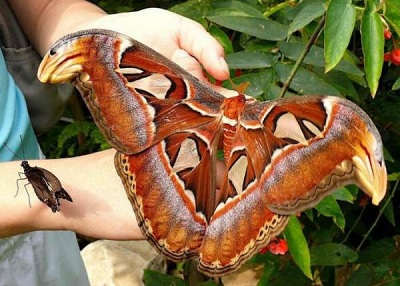 Cel mai mare fluture din lume