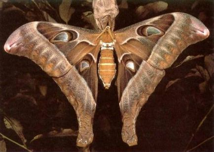 Найбільший метелик в світі великі метелики-гіганти