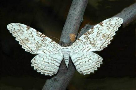 Найбільший метелик в світі великі метелики-гіганти