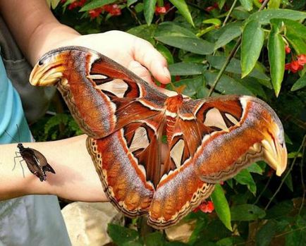 Cel mai mare fluture din lume este fluturele mari gigant