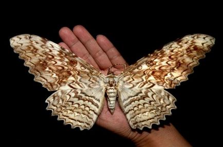 Найбільший метелик в світі хто кого