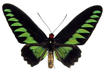 Найбільші метелики в світі