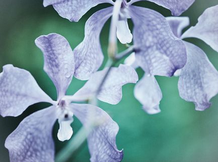 Cel mai scump cosmetice orchidee imperiale de la guerlain, marie claire