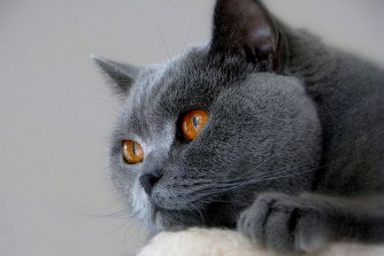 Cea mai frumoasă rasă de pisici