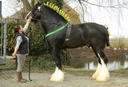 Найбільші коні на планеті опис і фото породи шайр