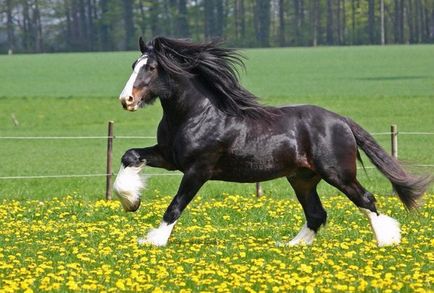 Найбільші коні на планеті опис і фото породи шайр