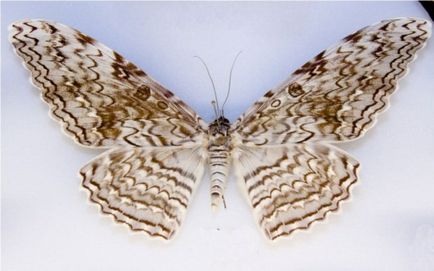 Найбільші в світі метелики - цікаві тварини