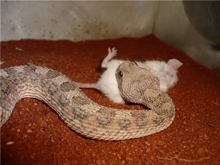 Legkisebb kígyó a világon, érdekességek