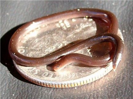 Cel mai mic șerpi din lume, fapte interesante