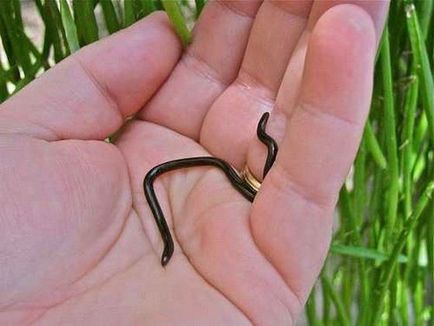 Cel mai mic șerpi din lume, fapte interesante