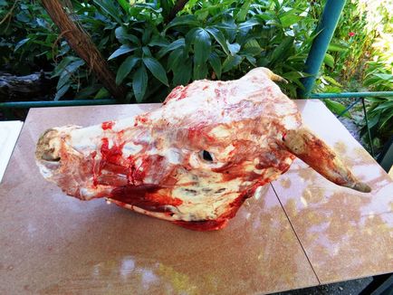 Site-ul de identitate cap de carne de vită (Tuzlangan tuar bash)