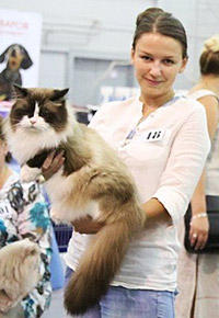 De pe coastă se află o pisică nesănătoare de pisici siberiene, pisici de mască neva din St. Petersburg - pepinieră