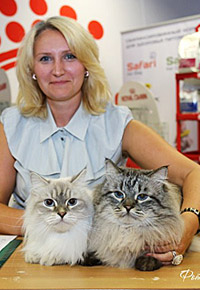 De pe coastă se află o pisică nesănătoare de pisici siberiene, pisici de mască neva din St. Petersburg - pepinieră