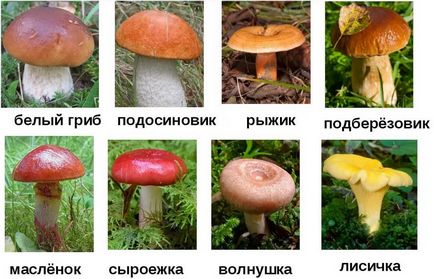 Ciuperci comestibile (59 fotografii) descriere, nume, cum se disting speciile care sunt periculoase pentru oameni