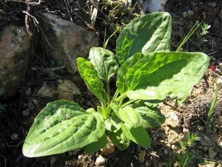 Plante comestibile - fotografie și descriere