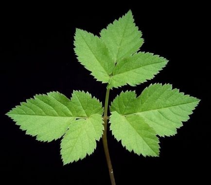 Plante comestibile - fotografie și descriere