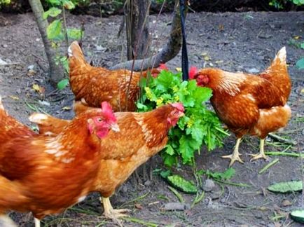 Secretele păstrării găinilor ouătoare la cabană