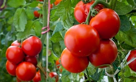 Secretele de tomate super-recoltare