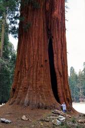 Sequoia și mamut