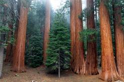 Sequoia și mamut