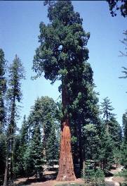 Sequoia и мамут дърво