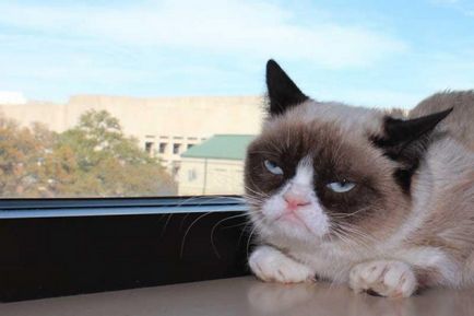 Dühös macska - morcos macska fotó