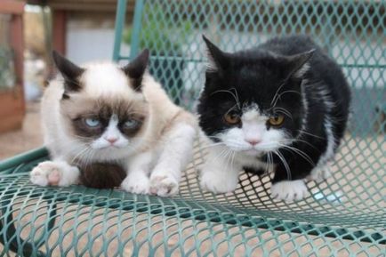 Сердитий кіт - grumpy cat фото