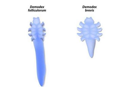 Descrierea, acțiunea și metoda de aplicare a șamponului demodex