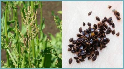Щавель посадка насінням і догляд у відкритому грунті, вирощування і розмноження