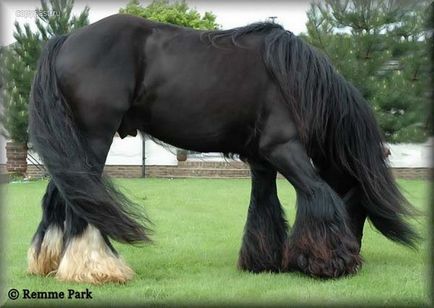 Shayra - cei mai mari cai de pe planetă (19 fotografii)