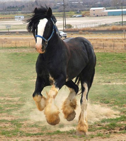 Шайр - найбільші коні на планеті (19 фото)