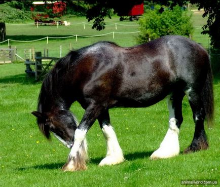 Шайр - найбільші коні на планеті (19 фото)