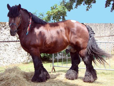 Shire - a legnagyobb ló a világon (19 fotó) (Shire) Shire - a legnagyobb ló a világon (19 fotó)